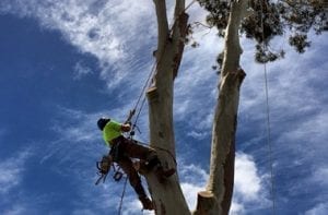 Tree services in newcastle