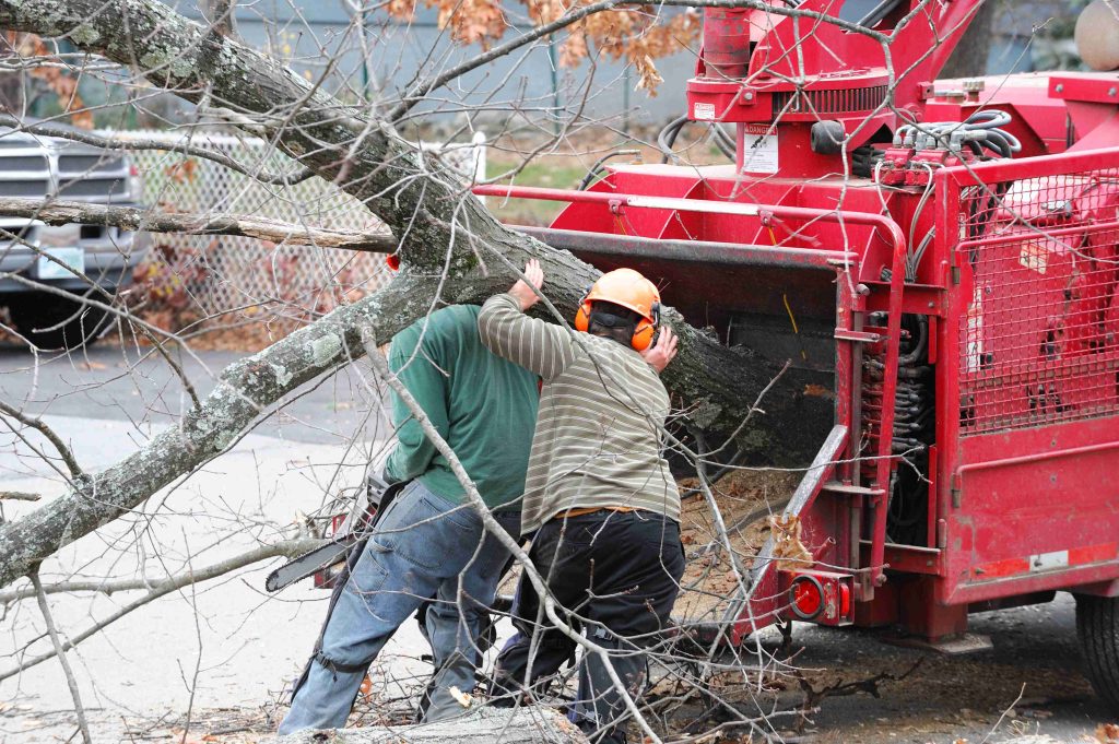 What Are The Benefits Of Hiring A Tree Removal Service?