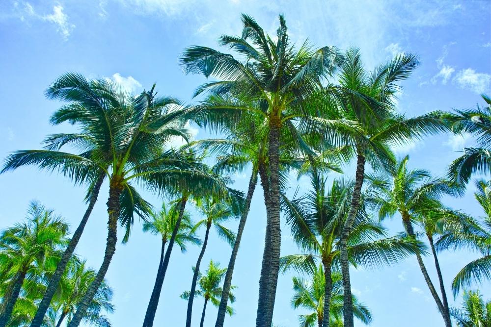 Image presents When Is The Best Time To Consider Palm Tree Removal