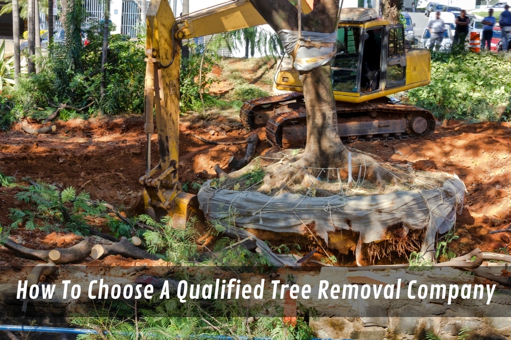 Image presents How To Choose A Qualified Tree Removal Company