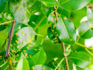 Close-up of diseased tree leaves with orange spots, illustrating how pests and diseases contribute to a dying tree.