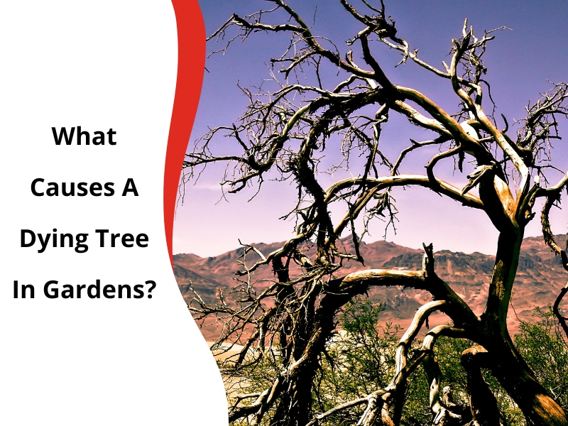 Dying tree in a garden with bare branches against a mountain backdrop under a clear sky, highlighting tree health issues.