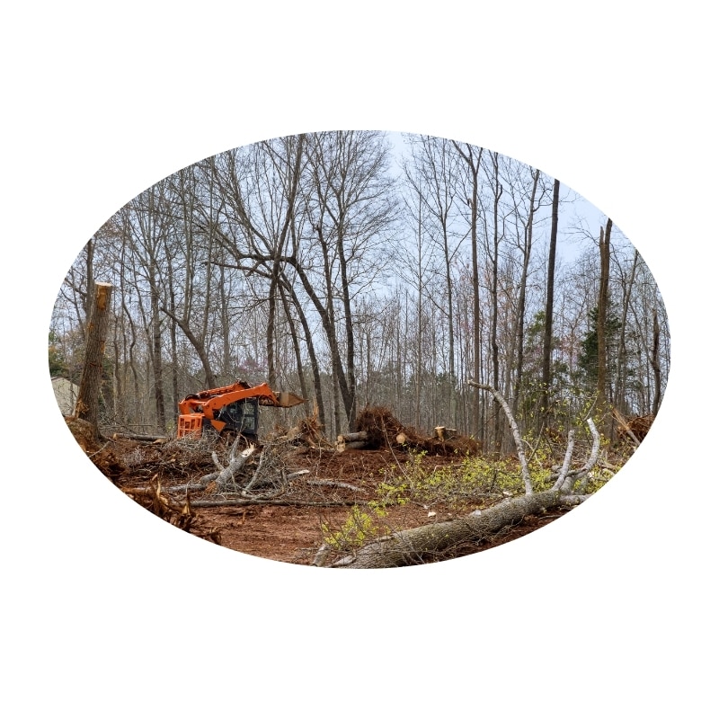 Affordable tree removal Lake Macquarie NSW showing a skid steer loader clearing debris in a forested area.