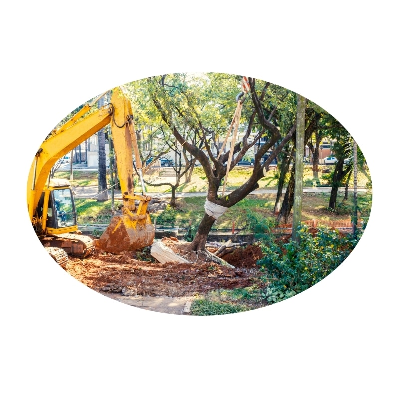 Affordable tree removal Port Stephens NSW showing an excavator lifting a large tree.