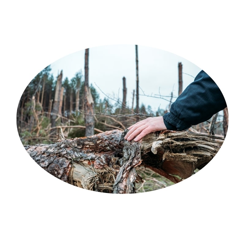 Tree removal Gosford showing a hand resting on a fallen tree in a deforested area.