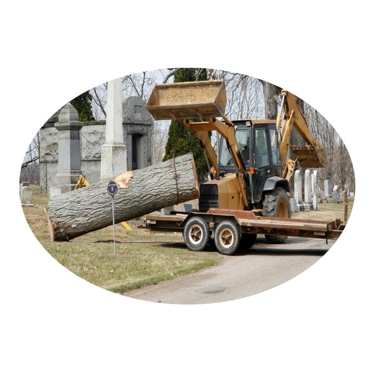 Tree removal Hunter Valley showing a backhoe loading a felled tree onto a trailer.