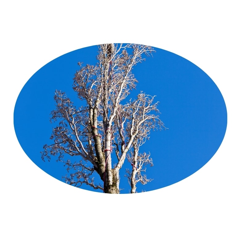 Tree removal Lake Macquarie showing a partially removed tree with visible branches and a clear blue sky.