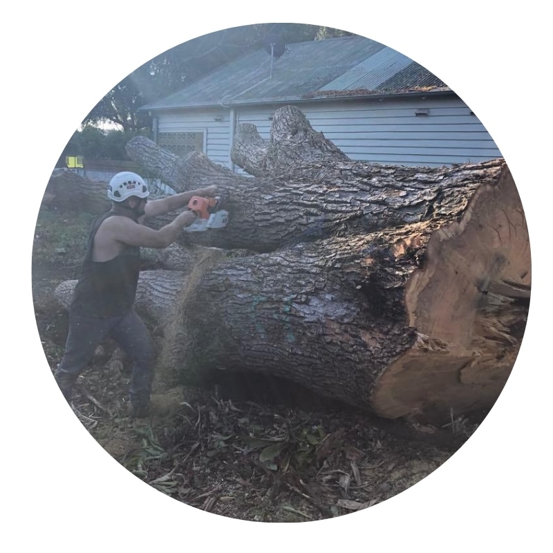 Tree removal specialist cutting large fallen tree trunk with chainsaw for safe disposal.