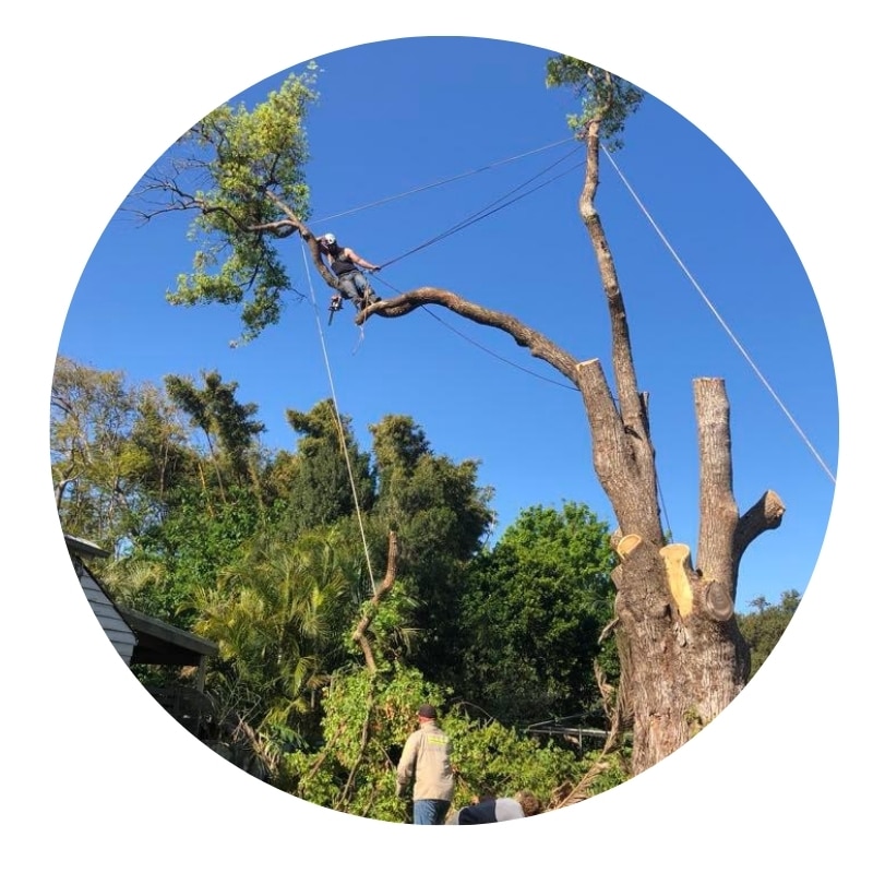 Arborist using ropes and safety gear while cutting a tall tree.